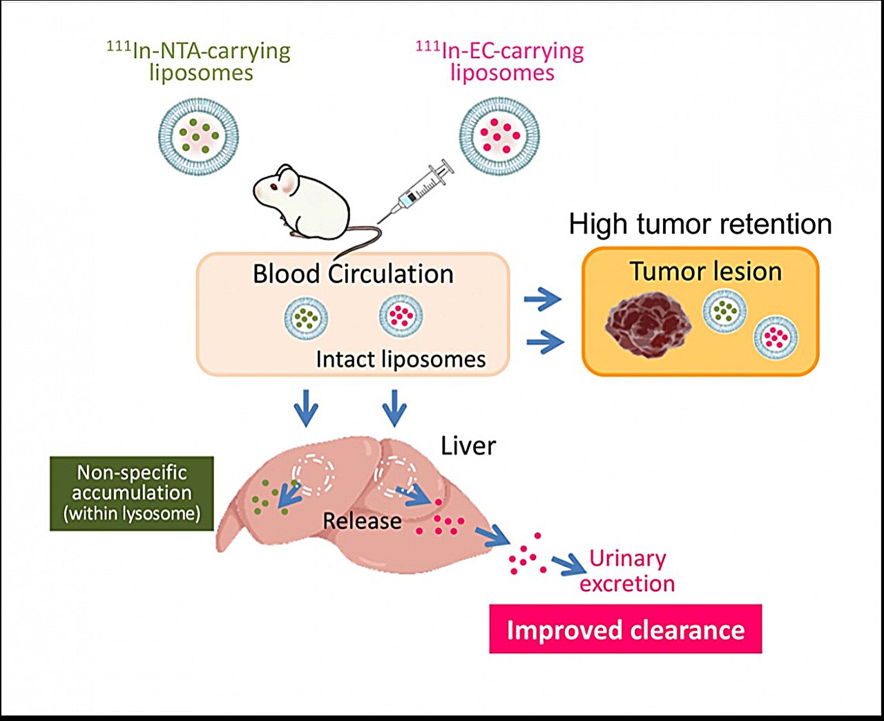 Researchers develop new method that precisely targets cancer lesions while protecting healthy tissues