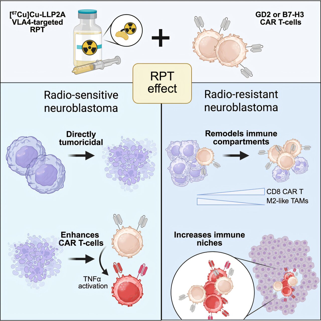 New approach could expand CAR T therapy from blood cancers to solid tumors, study finds